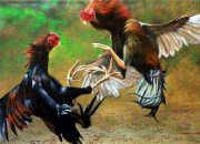 Judi Sabung Ayam di Kampung Jeruk Kecamatan Gunung Maligas-Simalungun Setahun Lebih Tak Tersentuh Hukum