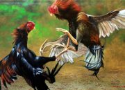 Terkait Judi Sabung Ayam di Kampung Jeruk Kecamatan Gunung Maligas. Kapolsek Bangun : Kita Akan Cek