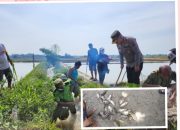 Kapolsek Tanah Jawa Kompol M Nainggolan Ikut Terjun Berburu Tikus Sawah Bersama Warga