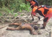 Hanyut di Sungai Bah Bolon, Charles Rudianto Siregar Ditemukan Setelah Lima Hari Pencarian