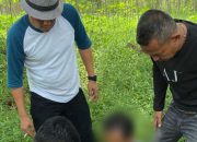 Sat Narkoba Polres Simalungun Tangkap Pengedar Narkoba di Perkebunan Karet