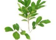 Dugaan Mark’Up Pengadaan Bibit Rambutan dan Alpukat di Nagori Margomulio Gunung Malela Menguap!