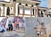 Bupati Simalungun Serahkan Hewan Qurban ke Masjid Raya Taqwa Parapat