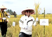 Panen Raya Padi Sawah di Kecamatan Tanah Jawa, Bupati Simalungun Berharap Ada Kenaikan Hasil