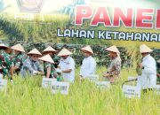 Bupati Simalungun dan Wakil Bupati Ikuti Giat Panen Raya Padi Sawah Kodam I/BB