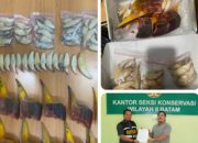 Bea Cukai Batam Serahkan 10 Paruh Burung Rangkong Gading dan 43 Taring Beruang Madu ke BKSDA 