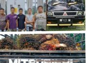 Polres Simalungun Gagalkan Pencurian TBS Kelapa Sawit di PTPN-4 Dolok Sinumbah, Lima Pelaku Diamankan