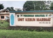 Serangan Ulat Kantung Lumpuhkan Sawit Muda PTPN IV Marihat, Manajemen Dituding Lalaikan Pengawasan!