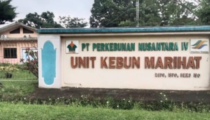 Serangan Ulat Kantung Lumpuhkan Sawit Muda PTPN IV Marihat, Manajemen Dituding Lalaikan Pengawasan!