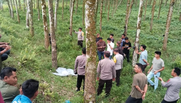 Tumpukan Dihinggapi Lalat Hijau di Perkebunan Bridgestone, Ternyata Mayat Remaja Perempuan
