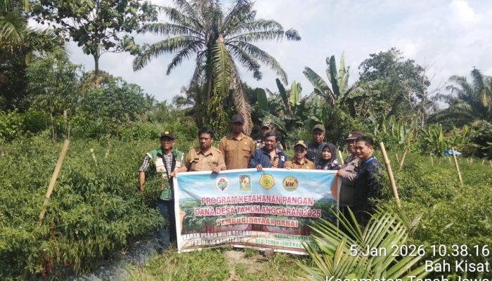 Bhabinkamtibmas Polsek Tanah Jawa Dampingi Panen Cabai di Nagori Bah Kisat