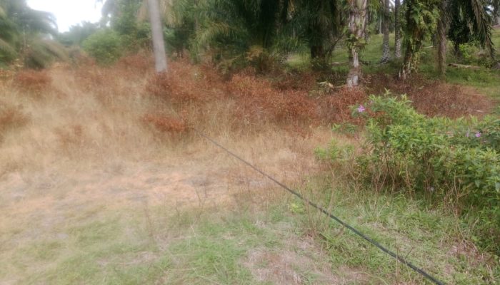 Warga Pulau Lenden Asahan Khawatirkan Kabel Listrik Jatuh Menyebabkan Sengatan Listrik