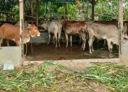 Bantuan Ternak Lembu Pemkab Simalungun Aman, Tidak Dijual