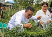 Wali Kota Pematangsiantar Panen Cabai Merah, Dukung Ketersediaan dan Stabilitas Harga