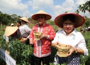 Wali Kota Siantar Panen Cabai Perdana, Dukung Ketahanan Pangan. Wesly: “Jaminan pasar dan stabilitas harga bagi petani.”