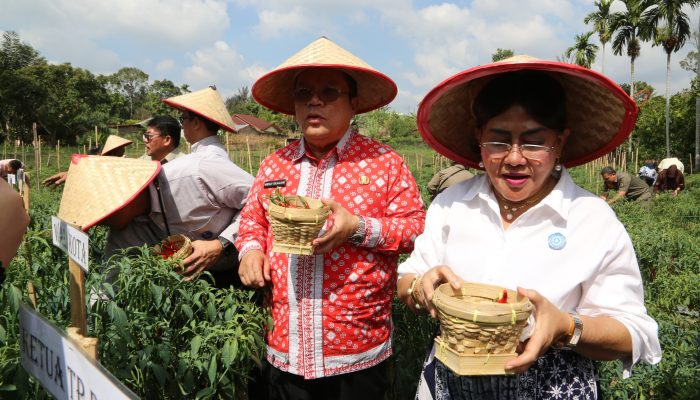 Wali Kota Siantar Panen Cabai Perdana, Dukung Ketahanan Pangan. Wesly: “Jaminan pasar dan stabilitas harga bagi petani.”