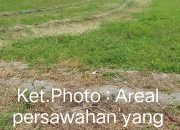 150 Ha Sawah di Simalungun Kekeringan, Petani di Dusun Bah Ruksi dan Sabah II Gagal Panen