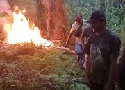 Grebek, Polsek Bosar Maligas Rubuhkan dan Bakar Lapak Narkoba di Perladangan Nagori Boluk