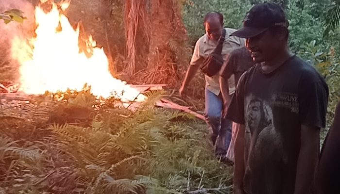 Grebek, Polsek Bosar Maligas Rubuhkan dan Bakar Lapak Narkoba di Perladangan Nagori Boluk