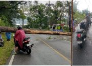 Tiang Listrik dan Pohon Tumbang, Jalan Nasional Parapat ke Siantar Macat Total