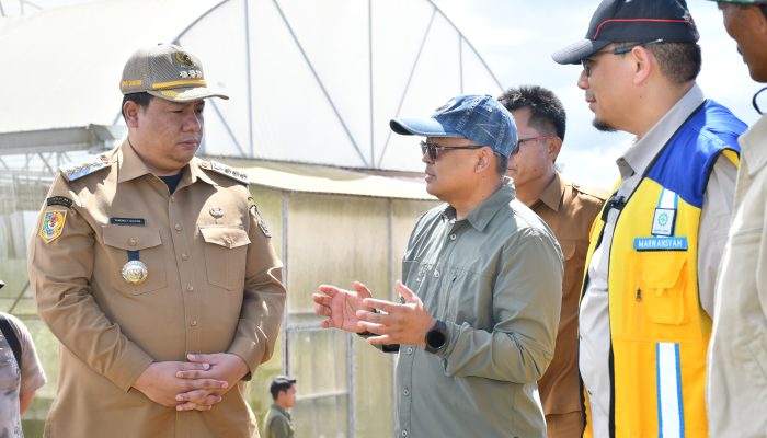 Pemkab Samosir Gandeng Pusat Kembangkan Sentra Bawang Putih 320 Hektare, Target Produksi 20 Ton/Ha