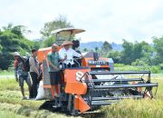 Bupati Samosir Turun ke Sawah, Operasikan Combine Harvester Program Taksi Alsintan di Nainggolan