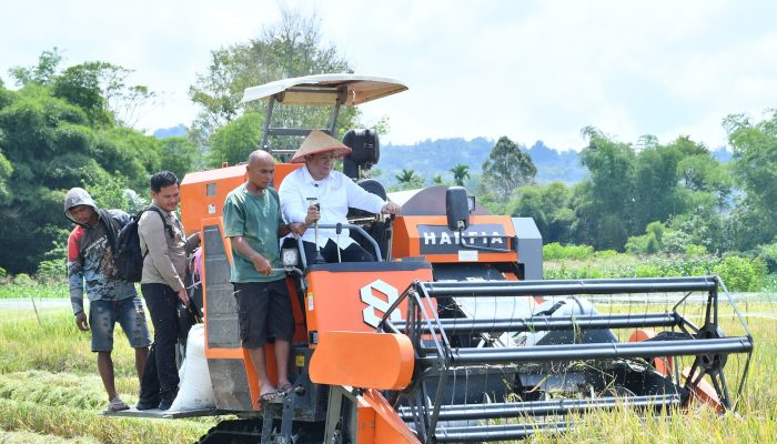Bupati Samosir Turun ke Sawah, Operasikan Combine Harvester Program Taksi Alsintan di Nainggolan