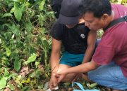 Residivis Narkoba di Simalungun Kembali Ditangkap Usai Lompat Tembok dan Buang Barang Bukti