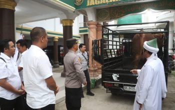 Kapolda Sumut Serahkan Sapi Kurban 600 Kg ke Persulukan Serambi Babussalam Simalungun