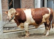 Bupati Simalungun Serahkan Sapi 831 Kg Bantuan Presiden untuk Kurban Idul Adha di Gunung Malela