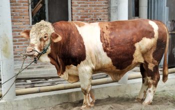 Bupati Simalungun Serahkan Sapi 831 Kg Bantuan Presiden untuk Kurban Idul Adha di Gunung Malela