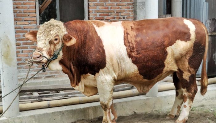 Bupati Simalungun Serahkan Sapi 831 Kg Bantuan Presiden untuk Kurban Idul Adha di Gunung Malela
