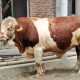 Bupati Simalungun Serahkan Sapi 831 Kg Bantuan Presiden untuk Kurban Idul Adha di Gunung Malela