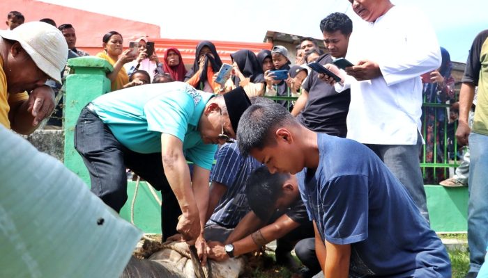 Bupati Simalungun Sembelih 10 Ekor Sapi Kurban, Warga Padati Lapangan Bolaki Rambung Merah Rayakan Idul Adha 1447 H