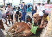 Polres Simalungun Sembelih 12 Sapi dan 13 Kambing Kurban, Salurkan 1.200 Paket Daging