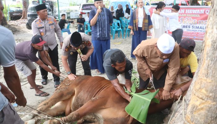 Polres Simalungun Sembelih 12 Sapi dan 13 Kambing Kurban, Salurkan 1.200 Paket Daging