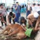 Polres Simalungun Sembelih 12 Sapi dan 13 Kambing Kurban, Salurkan 1.200 Paket Daging