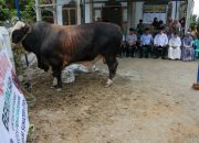 Presiden Prabowo Kirim Sapi Limosin 906 Kg untuk Warga Pematangsiantar, Diserahkan di Masjid Amaliyah