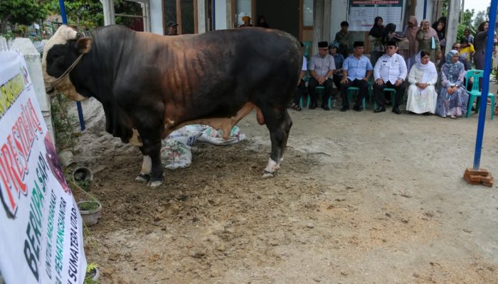 Presiden Prabowo Kirim Sapi Limosin 906 Kg untuk Warga Pematangsiantar, Diserahkan di Masjid Amaliyah