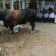Presiden Prabowo Kirim Sapi Limosin 906 Kg untuk Warga Pematangsiantar, Diserahkan di Masjid Amaliyah