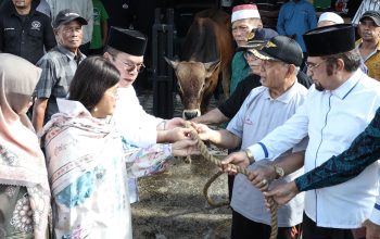 Keluarga Wali Kota Pematangsiantar Serahkan Sapi Kurban ke MUI, Rencana Penetapan Wesly Silalahi sebagai Bapak Kerukunan Mengemuka