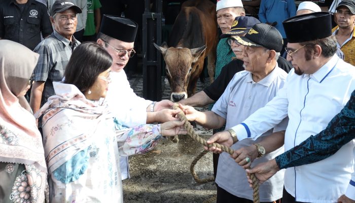 Keluarga Wali Kota Pematangsiantar Serahkan Sapi Kurban ke MUI, Rencana Penetapan Wesly Silalahi sebagai Bapak Kerukunan Mengemuka