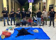 Polres Simalungun Gagalkan Perdagangan Satwa Dilindungi, 30 Kg Sisik Trenggiling Disita di Gerbang Tol Simpang Panei
