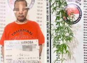 Tanam Ganja di Pot Teras Rumah, Pria 56 Tahun di Siantar Utara Diringkus Sat Resnarkoba