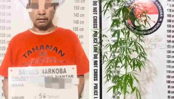 Tanam Ganja di Pot Teras Rumah, Pria 56 Tahun di Siantar Utara Diringkus Sat Resnarkoba
