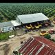 Kuasa Hukum PT CSIL: Putusan MA Batalkan SK Menhut, Tapi Tidak Batalkan HGU di Hutan Nantalu