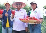 Cabai Lokal Siboras Panen Raya, Pemkab Simalungun Dorong Jadi Komoditas Unggulan Ekonomi Petani
