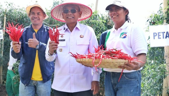 Cabai Lokal Siboras Panen Raya, Pemkab Simalungun Dorong Jadi Komoditas Unggulan Ekonomi Petani