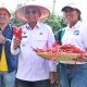 Cabai Lokal Siboras Panen Raya, Pemkab Simalungun Dorong Jadi Komoditas Unggulan Ekonomi Petani