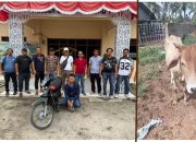 Kurang dari 24 Jam,  Pelaku Pencuri Lembu Ditangkap di Ujung Padang